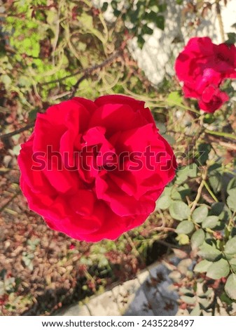 RED ROSE INDIAN  NATURE FLOWER 