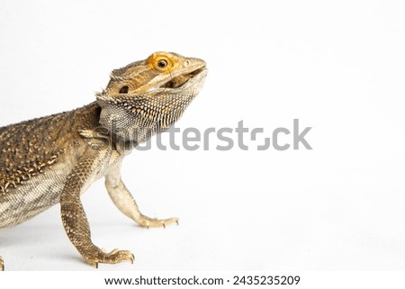 A Bearded dragon against a white background eating a Dubia roach