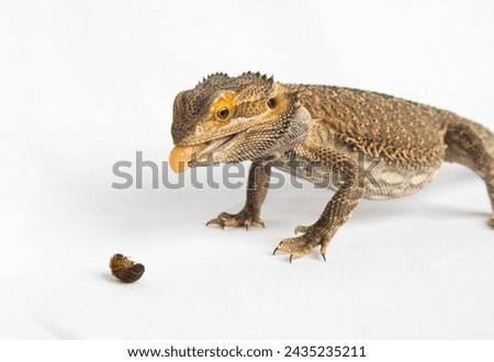 A Bearded dragon against a white background eating a Dubia roach