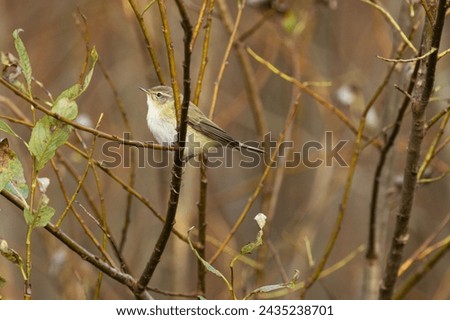 WIllow warbler, Phylloscopus trochilus perched during a migration stop in rural Estonia, Northern Europe Royalty-Free Stock Photo #2435238701