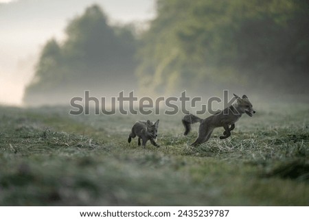 Young cute red foxes (Vulpes vulpes) playing with each other on a meadow.