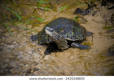 Yangtze Giant Softshell Turtle (Rafetus swinhoei): This species is often considered the rarest turtle in the world. Royalty-Free Stock Photo #2435248835