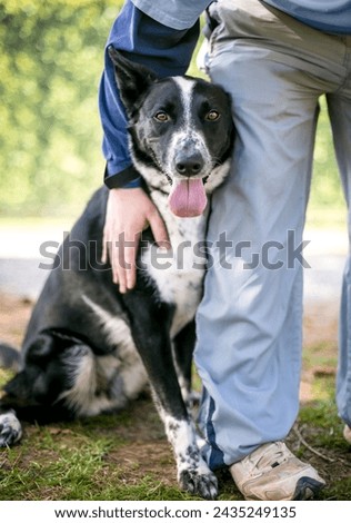 A person petting and comforting a nervous Australian Cattle Dog mixed breed