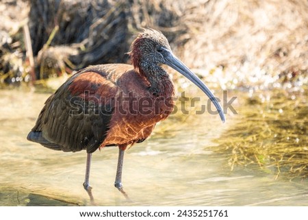 The glossy ibis, latin name Plegadis falcinellus, searching for food in the shallow lagoon. A brown ibis stands in the water on the shore of the lake. Royalty-Free Stock Photo #2435251761