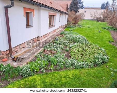Snowdrops in front of a historic farm house in Hlasna Treban, Czech Royalty-Free Stock Photo #2435252741