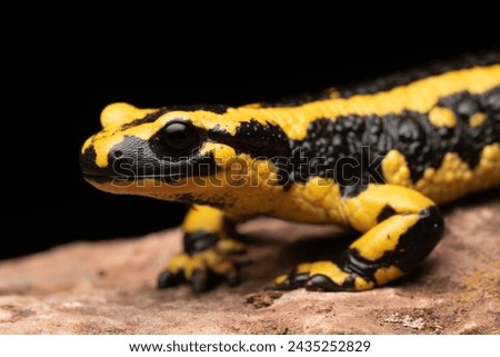Beautiful and striking fire salamander with black and yellow aposematic coloration