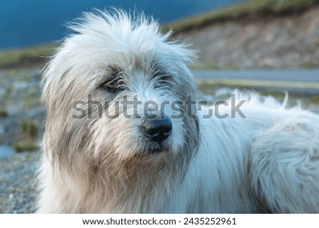 Portrait of Romanian Mioritic Shepherd Dog. The Romanian Carpathian Shepherd Dog is a large breed of livestock guardian dogs that originated in the Carpathian Mountains of Romania Royalty-Free Stock Photo #2435252961