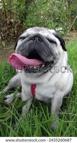Pug with tongue out relaxed in green meadow