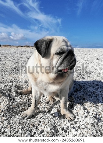 Pug on the white beach looking at infinity