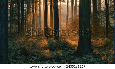 Sunshine beautiful forest photo , background photo, amazing 