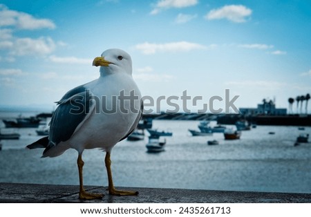 close-up photo of a seagull while observing the ocean in Cascai, Portugal.
A herring gull sitting on the coast against the beautiful sky in the bay Royalty-Free Stock Photo #2435261713