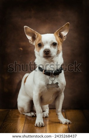 Photoshoot of dog chihuahua with elegant pose