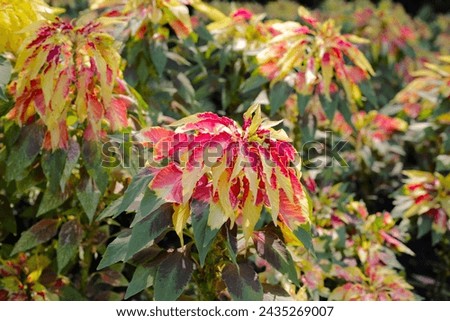 Amaranthus tricolor plant beautiful flowers Royalty-Free Stock Photo #2435269007