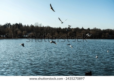Tineretului park from Bucharest, winter day, Romania. Royalty-Free Stock Photo #2435270897