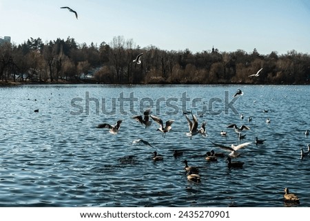 Tineretului park from Bucharest, winter day, Romania. Royalty-Free Stock Photo #2435270901
