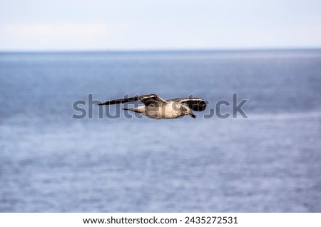 Photo Picture of a Seagull Water Bird Animal