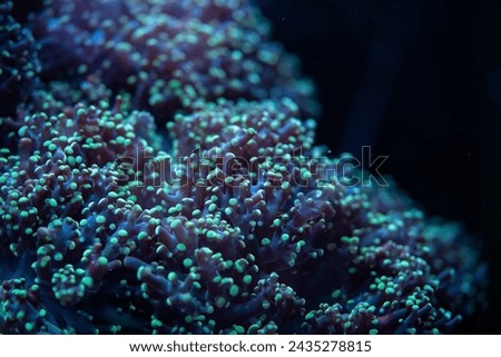 Underwater photo - blue coral with tentacle like structure, Rhodactis species, emitting under UV light. Abstract organic marine background