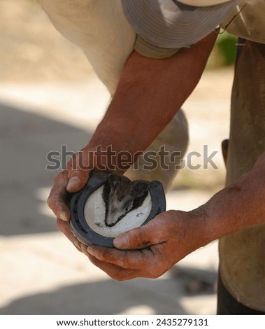 Close up of blacksmith or farrier hands working on horse hoof fitting horse shoe to horses freshly trimmed hoof hard working hands equine career shot outdoors at barn stable ranch or farm vertical   Royalty-Free Stock Photo #2435279131