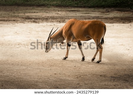 Common Eland antelope (Taurotragus oryx) Royalty-Free Stock Photo #2435279139