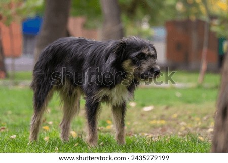 Black beautiful dog in green park Stock Photo