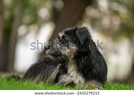 Beautiful black dog lying on green grass, Stock Photo