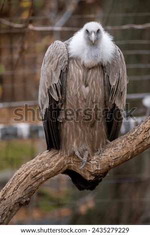 Griffon vulture perched on a tree branch, stock photo