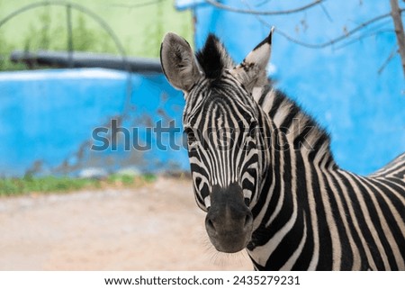 Zebra in the zoo, blue background, Stock Photo