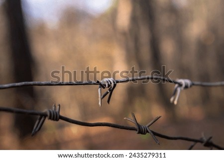 Close-up of Iron Thorns in the forest, stock photo