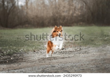 Fast Shetland Sheepdog running in autumn forest background. Copy space wide picture.