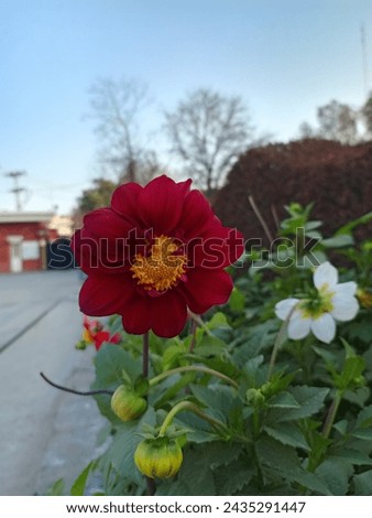 This picture is of a red flower. It is very beautiful. It was planted outside on one side in front of the gate to look beautiful.