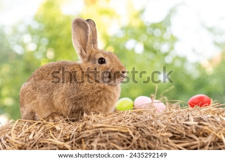 Lovely bunny easter fluffy baby rabbit eating green grass with a basket full of colorful easter eggs on green garden nature background on warmimg day. Symbol of easter day festival.