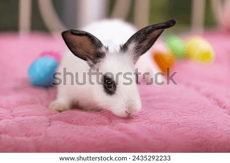Lovely bunny easter rabbit relaxing in living room with flowers garden background. Fluffy baby rabbit, lovely mammal with colourful easter eggs. Animal easter symbol concept.