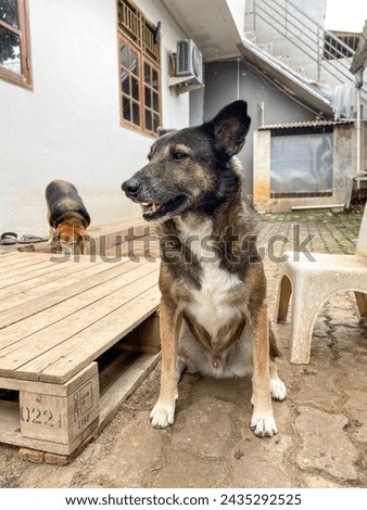 black brown dog sitting stil