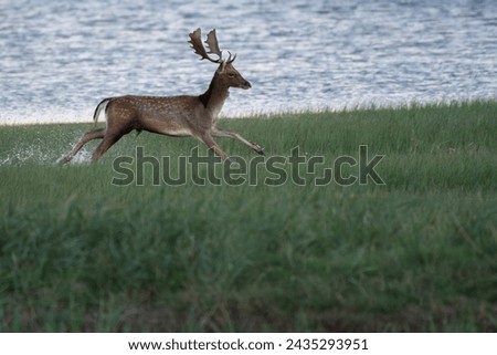 The European fallow deer (Dama dama), also known as the common fallow deer or simply fallow deer, is a species of ruminant mammal belonging to the family Cervidae. 