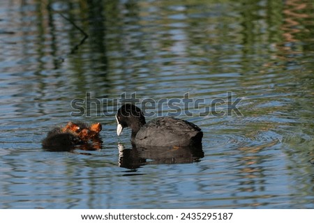 The Eurasian coot (Fulica atra), also known as the common coot, or Australian coot, is a member of the rail and crake bird family, the Rallidae.