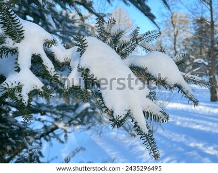 Spruce branch covered with snow against a background of snow in the park