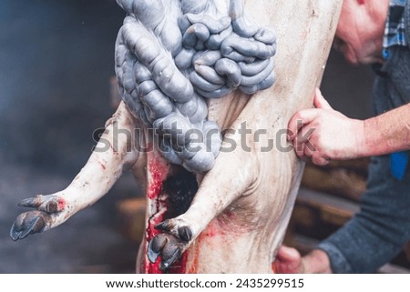 an old man working on a cut pig at the slaughterhouse, pork preparation. High quality photo