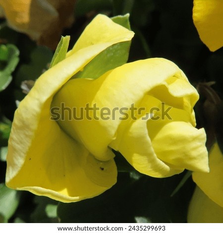 Yellow Viola Flowers Blooming in Early Spring