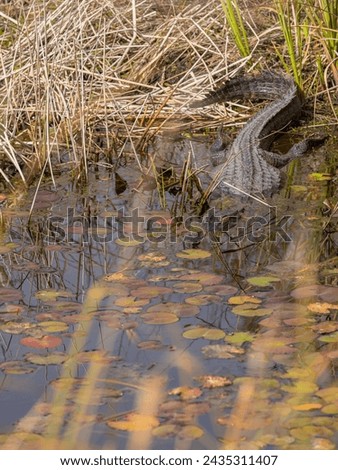 An Aligator in a Swamp of Alabama