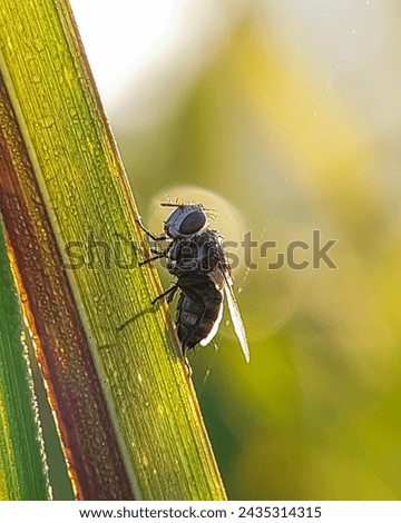 A fly is resting and resting on the grass with a natural background 