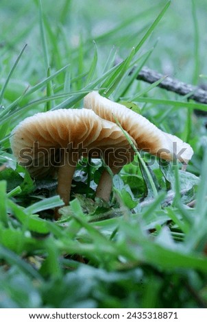 Mushrooms in the grass macro photo