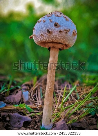 A fresh mushroom appearing in this picture 