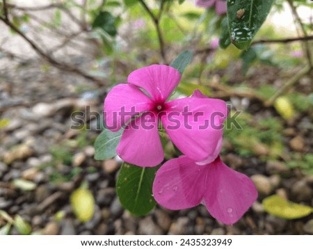 Close up of Catharanthus roseus, also known as Vinca Rosea, Vinca Alkaloid, in the home garden. beautiful flowers with pink color Royalty-Free Stock Photo #2435323949