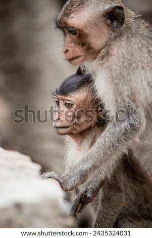 Photo of monkeys in the wild