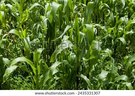 Photography of corn fields in a valley in Peru. Food concept.