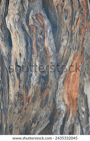 Old tree texture. Bark pattern, For background wood work, Bark of brown hardwood, thick bark hardwood, residential house wood. nature, tree, bark, hardwood, trunk, tree , tree trunk close up texture Royalty-Free Stock Photo #2435332045