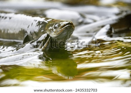New Zealand Long fin eel gathering in stream writhing and slimy. Royalty-Free Stock Photo #2435332703
