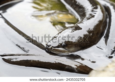 New Zealand Long fin eel gathering in stream writhing and slimy. Royalty-Free Stock Photo #2435332705