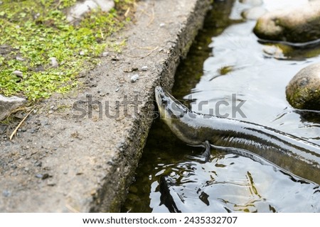 New Zealand Long fin eel gathering in stream writhing and slimy. Royalty-Free Stock Photo #2435332707