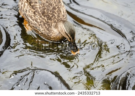 Duck takes risk swimming among New Zealand Long fin eel gathering in stream writhing and slimy. Royalty-Free Stock Photo #2435332713